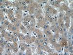 COX4NB Antibody in Immunohistochemistry (Paraffin) (IHC (P))