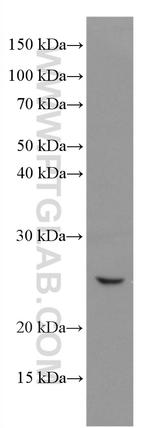 COX4NB Antibody in Western Blot (WB)