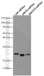 COX4NB Antibody in Western Blot (WB)