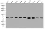 COX4NB Antibody in Western Blot (WB)