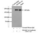 SMARCA4 Antibody in Immunoprecipitation (IP)