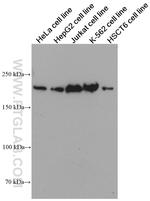 SMARCA4 Antibody in Western Blot (WB)