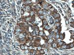 CHCHD5 Antibody in Immunohistochemistry (Paraffin) (IHC (P))