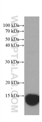 CHCHD5 Antibody in Western Blot (WB)