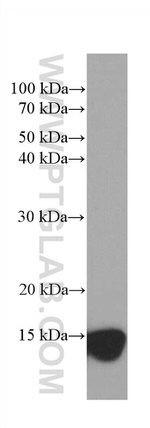 CHCHD5 Antibody in Western Blot (WB)