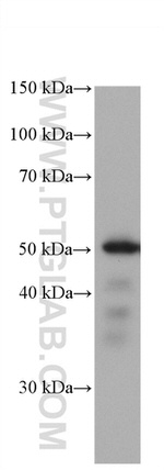 ETS1 Antibody in Western Blot (WB)