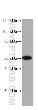 ETS1 Antibody in Western Blot (WB)