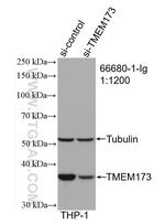 TMEM173/STING Antibody in Western Blot (WB)