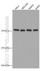 mTOR Antibody in Western Blot (WB)