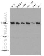 mTOR Antibody in Western Blot (WB)