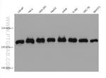 mTOR Antibody in Western Blot (WB)