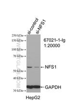 NFS1 Antibody in Western Blot (WB)
