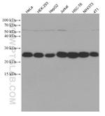 LSM12 Antibody in Western Blot (WB)