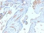 Spectrin Alpha 1 Antibody in Immunohistochemistry (Paraffin) (IHC (P))