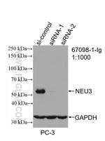 NEU3 Antibody in Western Blot (WB)