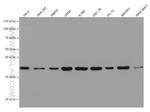 AMPK Gamma 1 Antibody in Western Blot (WB)