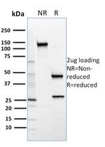 SREBP2 (Transcription Factor) Antibody in SDS-PAGE (SDS-PAGE)