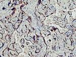 CYP11A1 Antibody in Immunohistochemistry (Paraffin) (IHC (P))