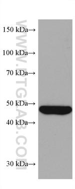 CYP11A1 Antibody in Western Blot (WB)