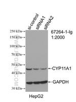 CYP11A1 Antibody in Western Blot (WB)