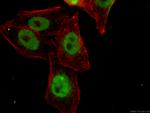 HNRNPH1 Antibody in Immunocytochemistry (ICC/IF)