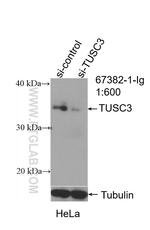TUSC3 Antibody in Western Blot (WB)