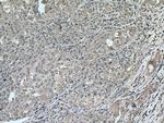 Caspase 4 Antibody in Immunohistochemistry (Paraffin) (IHC (P))