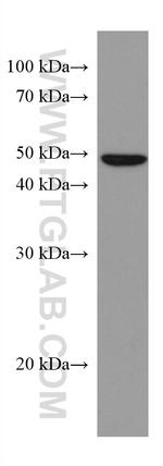 Caspase 4 Antibody in Western Blot (WB)