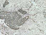 AHR Antibody in Immunohistochemistry (Paraffin) (IHC (P))