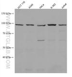 KDM1B Antibody in Western Blot (WB)
