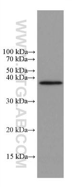 Caspase 7 Antibody in Western Blot (WB)