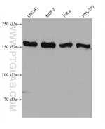 SMG6 Antibody in Western Blot (WB)