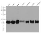 PIN1 Antibody in Western Blot (WB)