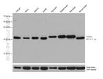 ENOPH1 Antibody in Western Blot (WB)