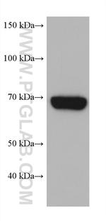 HSPA6 Antibody in Western Blot (WB)