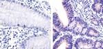 IRAK4 Antibody in Immunohistochemistry (Paraffin) (IHC (P))