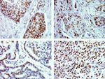 Phospho-JNK1/JNK2 (Thr183, Tyr185) Antibody in Immunohistochemistry (Paraffin) (IHC (P))