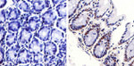 Phospho-JNK1/JNK2 (Thr183, Tyr185) Antibody in Immunohistochemistry (Paraffin) (IHC (P))