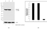 SMAD2 Antibody in Western Blot (WB)