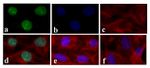 STAT4 Antibody in Immunocytochemistry (ICC/IF)