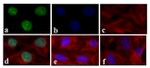 STAT4 Antibody