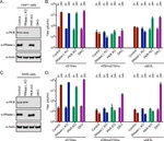 PKR Antibody in Western Blot (WB)