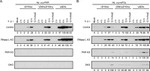 PKR Antibody in Western Blot (WB)