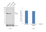 PKR Antibody in Western Blot (WB)