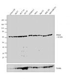 PKR Antibody in Western Blot (WB)