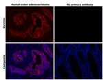 Survivin Antibody in Immunohistochemistry (Paraffin) (IHC (P))