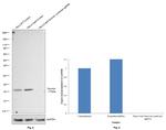 Survivin Antibody