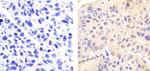 Phospho-LRRK2 (Ser935) Antibody in Immunohistochemistry (Paraffin) (IHC (P))