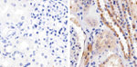 STAT2 Antibody in Immunohistochemistry (Paraffin) (IHC (P))