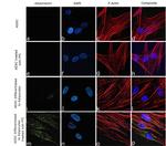 Adiponectin Antibody in Immunocytochemistry (ICC/IF)